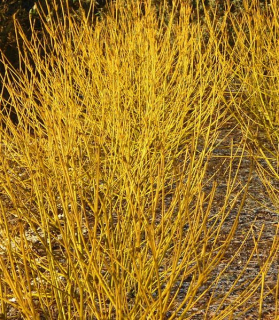 Cornus sericea 'Flaviramea'